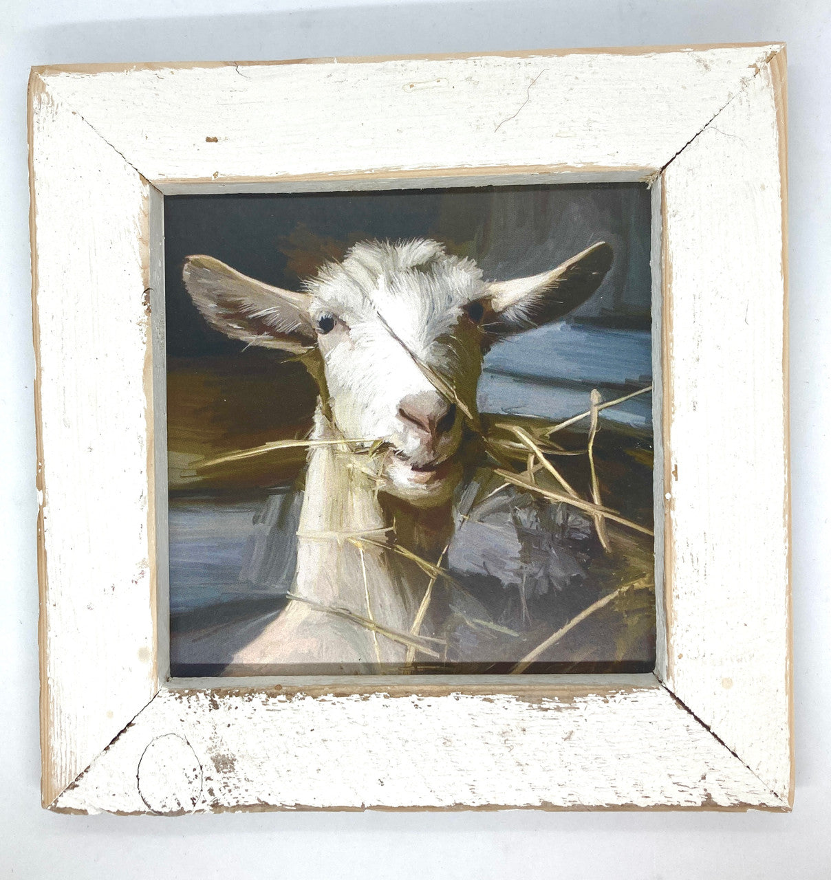 Munching Goat Picture