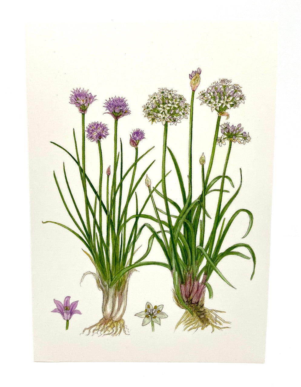 Chive