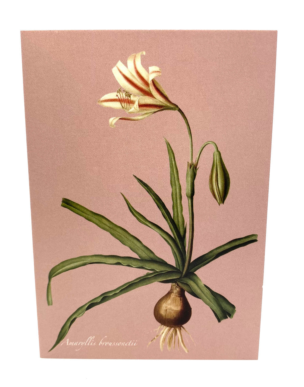 Amaryllis Card