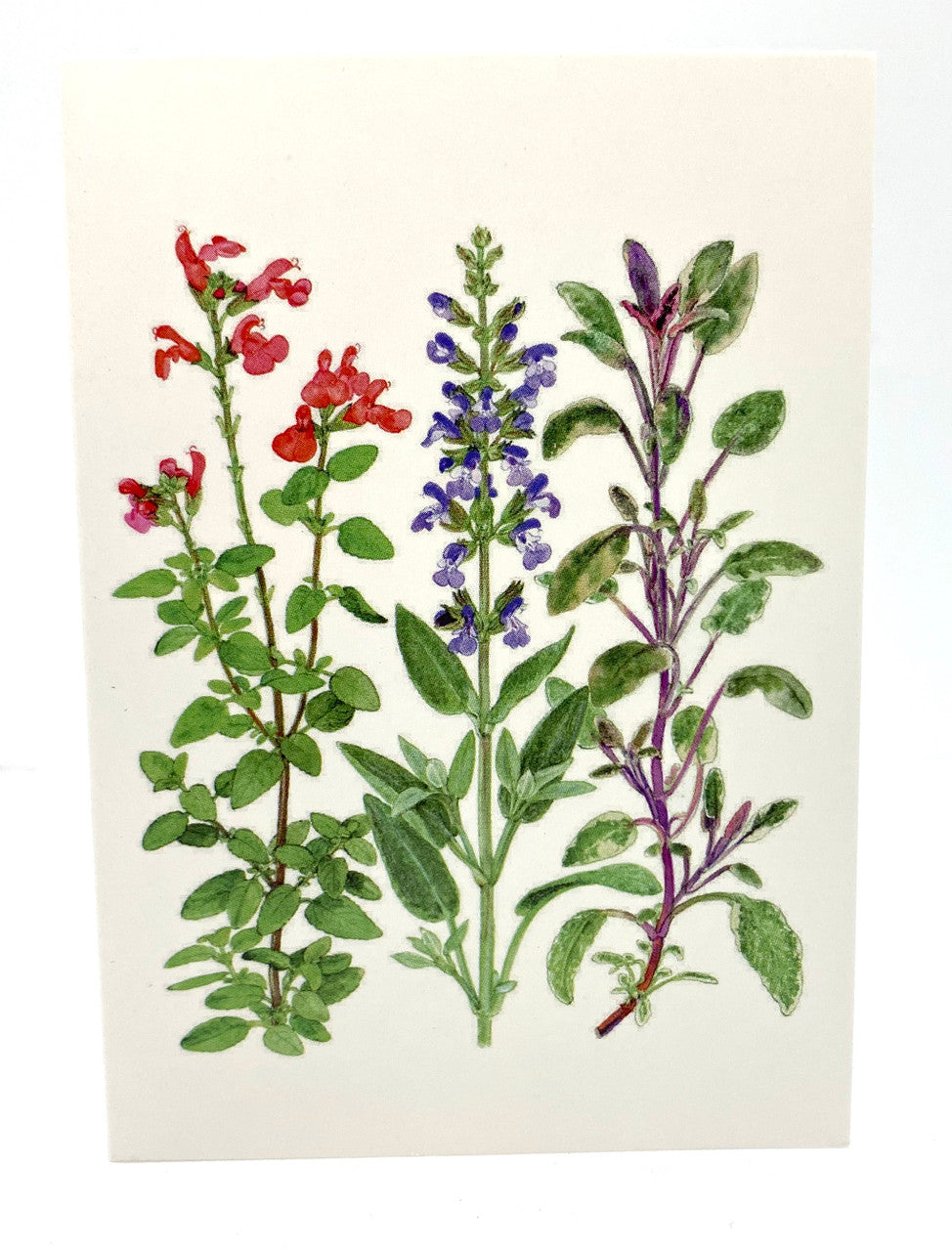 Sage