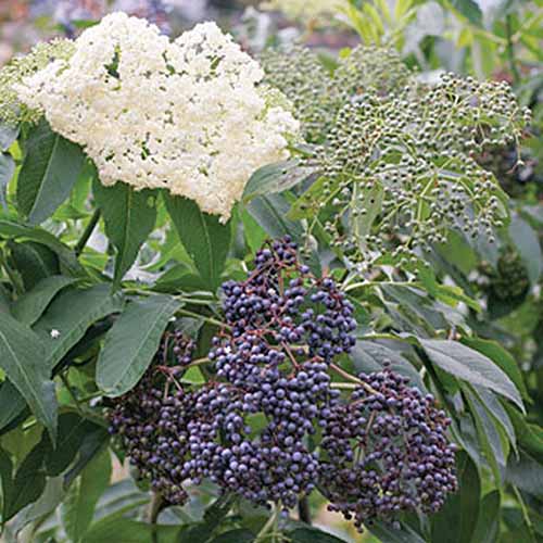 THE ELDERFLOWER THAT THE “Norse gods” ENJOYED?