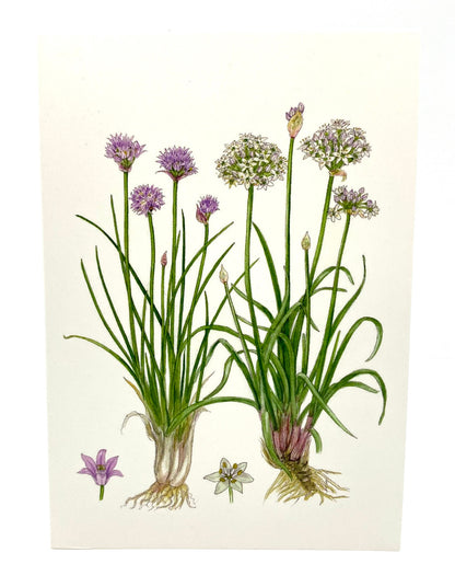 Chive