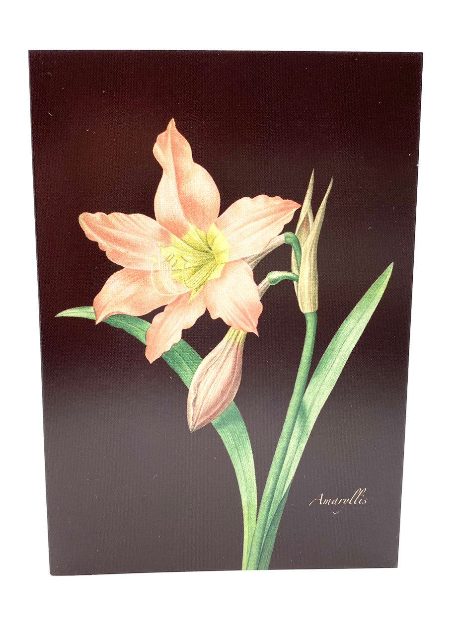 Amaryllis Card
