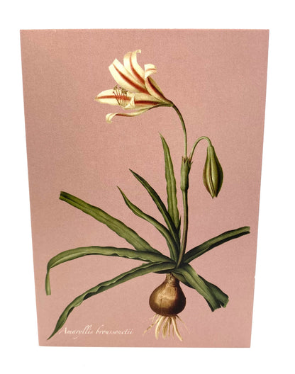 Amaryllis Card