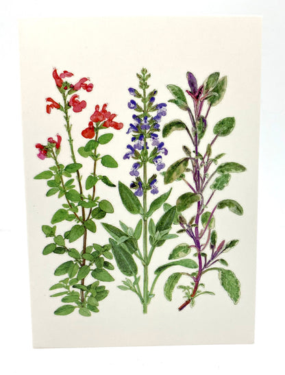 Sage