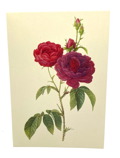 Gallica Rose