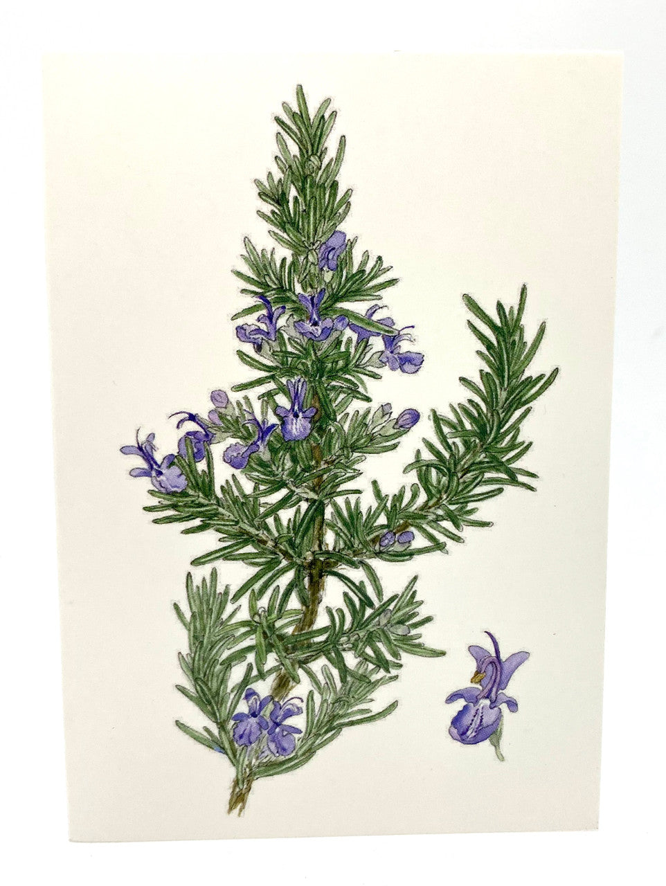 Rosemary