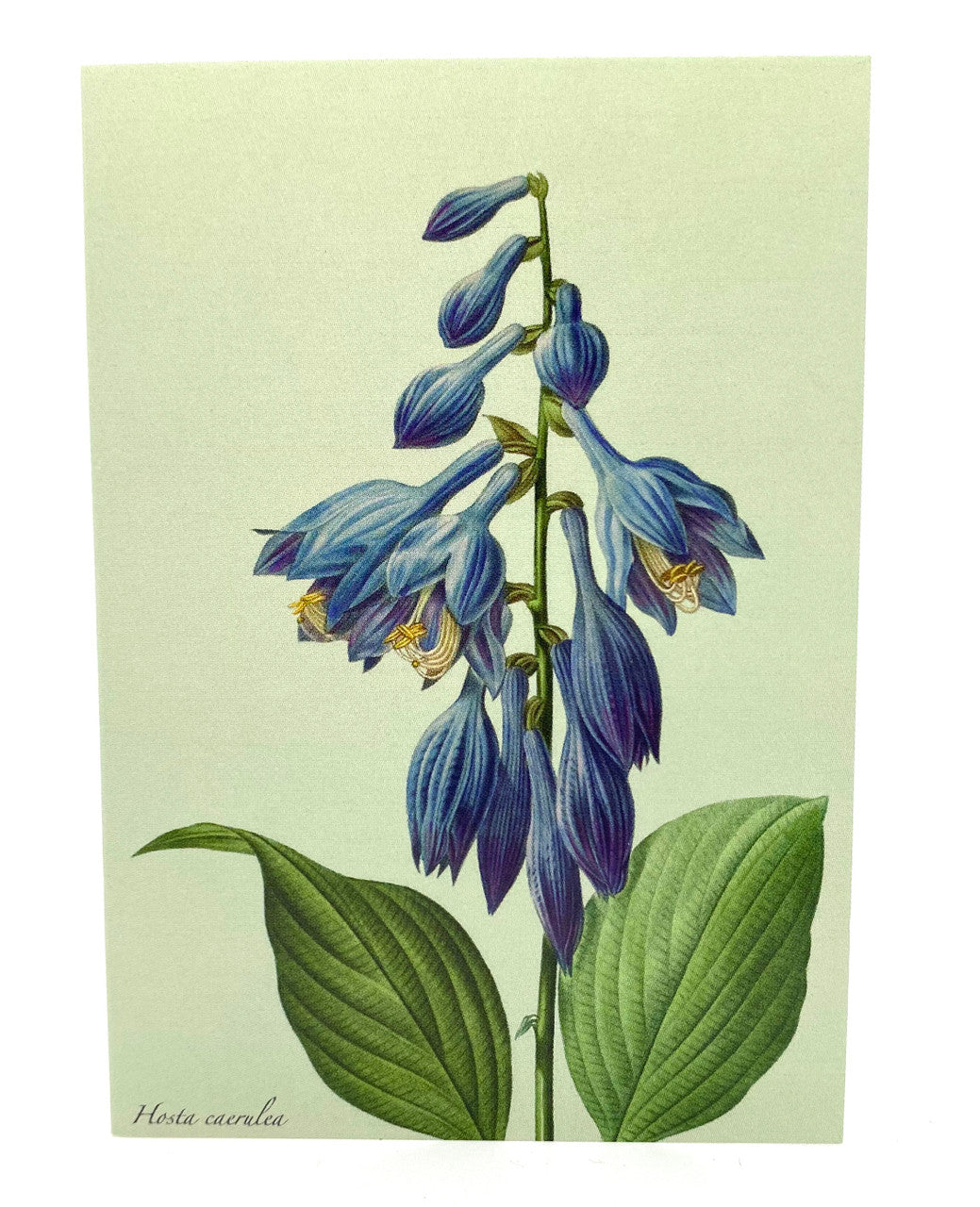 Hosta