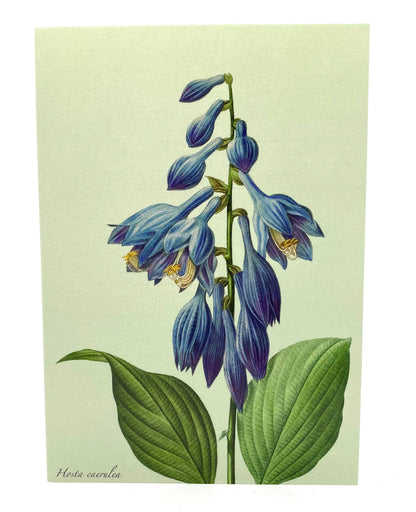 Hosta