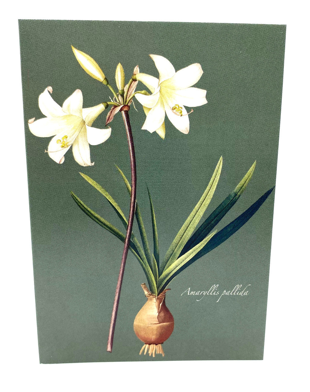 Amaryllis