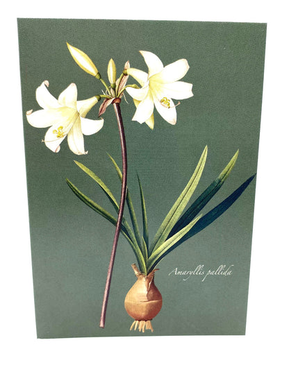 Amaryllis
