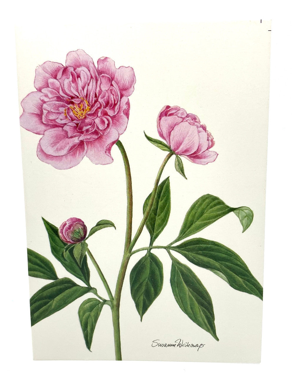 Peony