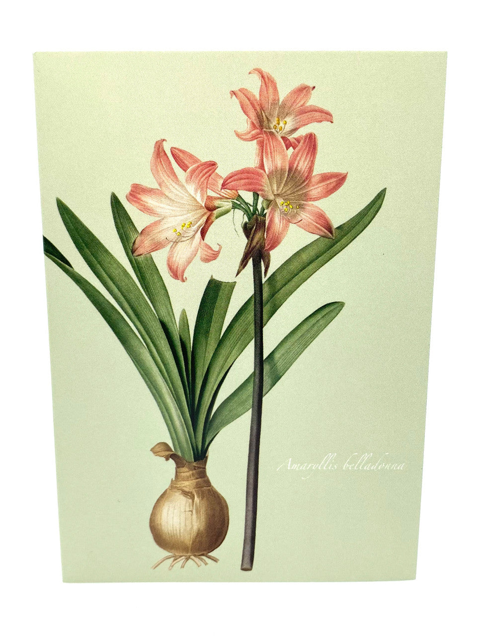 Amaryllis
