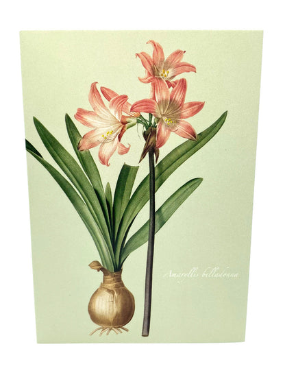 Amaryllis