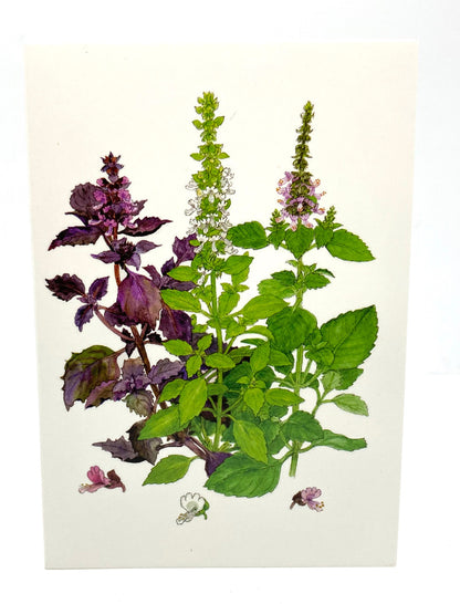 Basil