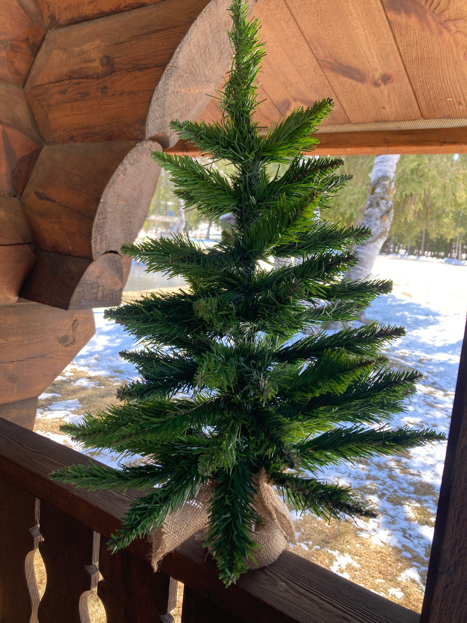 Spruce Tree