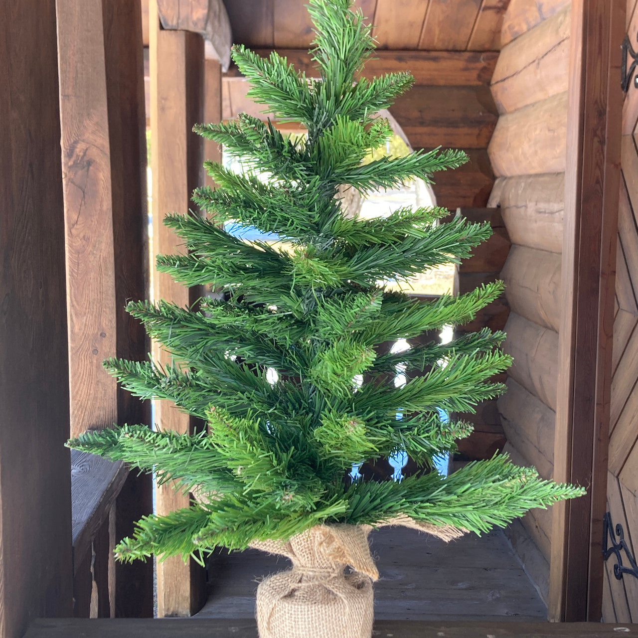 Spruce Tree