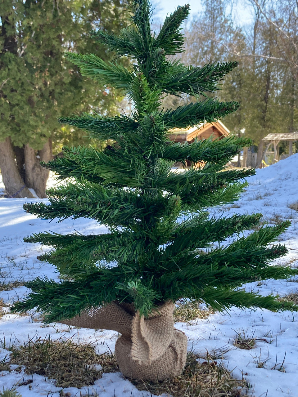 Spruce Tree