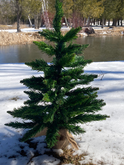 Spruce Tree