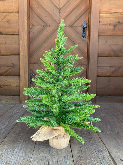 Spruce Tree