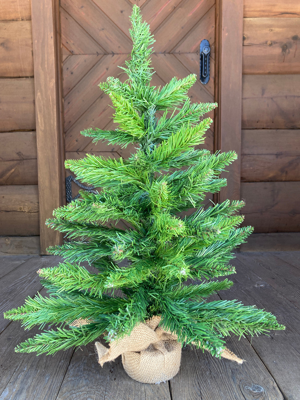 Spruce Tree